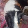 Guinea Pigs need a new home ASAP fee 10 for 3