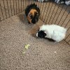 Two Male Guinea Pigs For Sale Columbus