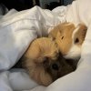 Three Young Female Guinea Pigs in Ottawa