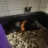 Guinea Pig Trio in Colonial Heights VA