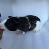Adult male guinea pig for rehoming