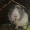 Rehoming our three female guinea pigs