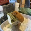 Two sweet guinea pigs need a new home!