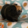 Single Piggy Looking For Forever Home (Jerry)