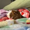 Two Mid Age Male Pigs