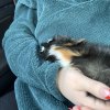 Two guinea pigs both boys Athens Ga