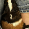 Two Male Bonded Guinea pigs