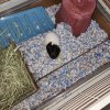 2 Bonded Female Guinea Pigs