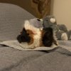 GUINEA NEEDS FRIENDS