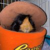 Bonded Pair of Guinea Pigs - supplies include