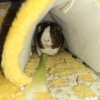 Three male guinea pigs needing a new home