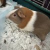 Two bonded guinea girls, approx 2 years old