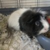 Adorable Male Piggy Looking for Loving Family