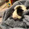 Two young male guinea pigs for rehoming