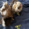 2 male guinea pigs bounded well