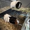 2 Guinea Pig sisters for adoption