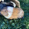 6 Female Guinea Pigs searching for a new home