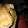 Female ginger Guinea pig in need of a home!