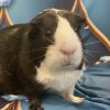 Two female Guinea Pigs need REHOMING