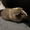 1 Year old Female Piggies