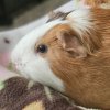 Need to rehome two girls asap