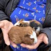 Rehoming my 2 female guinea pigs, sisters