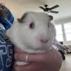 2 Bonded Female Guinea Pigs