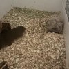 Little Bear and Toupee