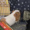 Three male guinea pigs needing a new home