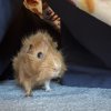 Two One Year Old Male Piggies in Minneapolis