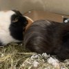 2 young females up for adoption - Rogers AR
