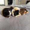 3 Female Guinea Pigs (2 yo, 1 yo) - Bonded