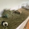 2 Female Guinea Pigs searching for a new home