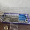 Bonded pair looking for a new home (2)