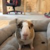 Two male guinea pigs
