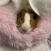 Two male guinea pigs looking for a new home