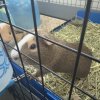 Adorable Guinea Pig Brothers ??