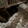 Two Male Guineas Needing a Loving home