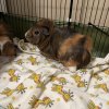 2 Female Abnyssian guinea pigs and foods
