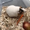 Beautiful white Guinea Pig