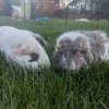 Mother/Daughter Guinea Pair!