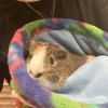 Guinea Pig need home moving and can’t keep hi