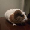 Two Female Guinea Pigs (Cage Included)