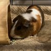 3 Bonded Guinea Pigs in need of a good home!