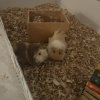 Pumpkin and Sprout