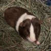 Sweet and Loving Guinea Pig Hercules