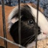 2 Male pigs for adoption