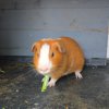 Lots of Guinea Pigs for Adoption
