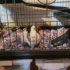 Female Guinea pig with cage &amp;amp; supplies
