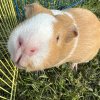 Two female Guinea pigs-bonded pair